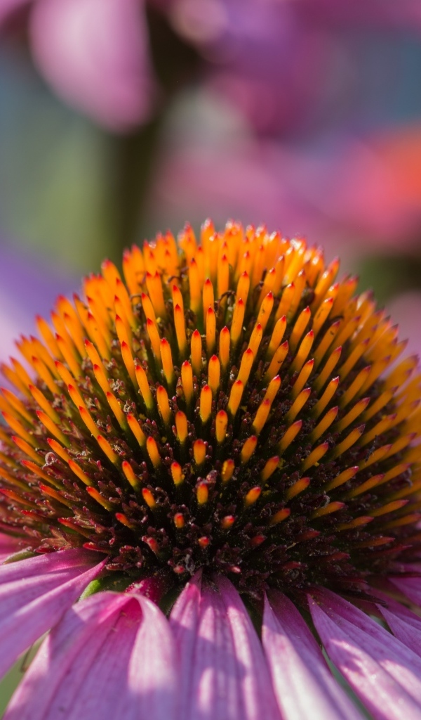 Серединка розового цветка эхинацеи