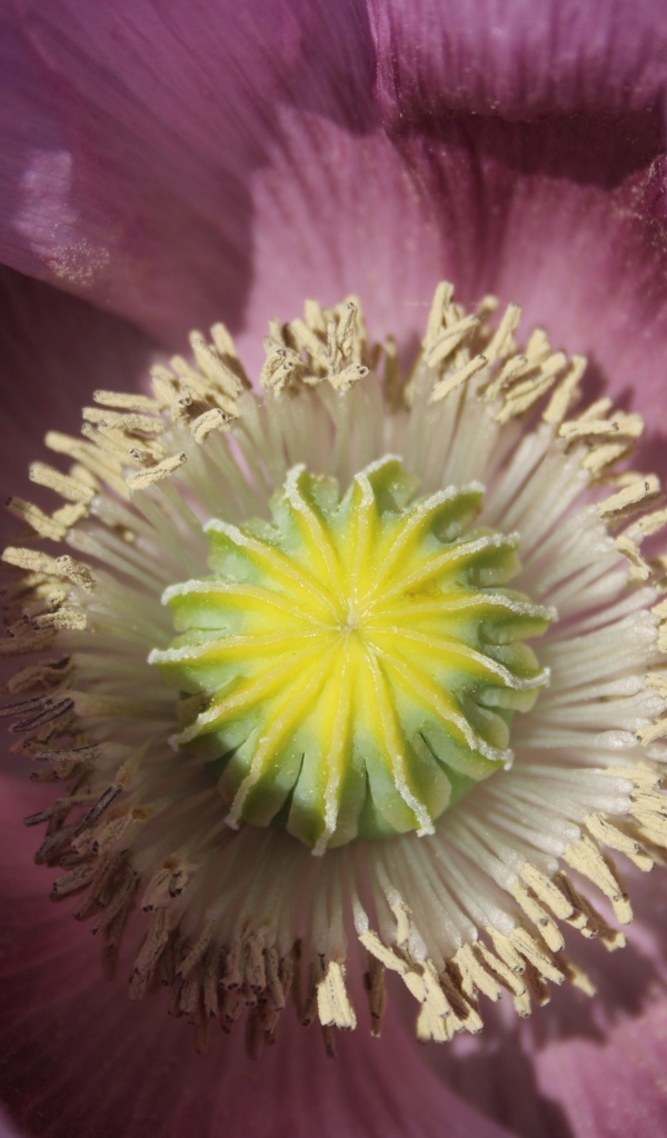 Серединка розового полевого мака