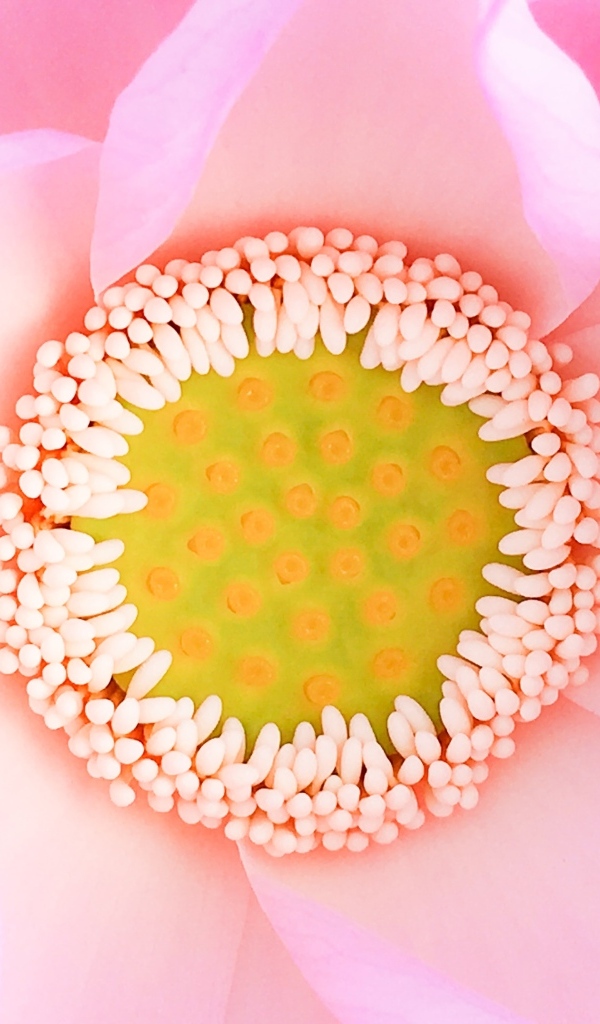 Серединка розового цветка лотоса 