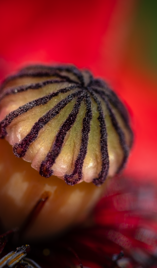 Середина красного цветка крупным планом