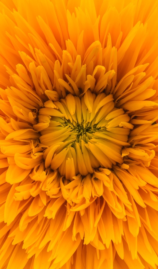 Середина желтого цветка хризантемы