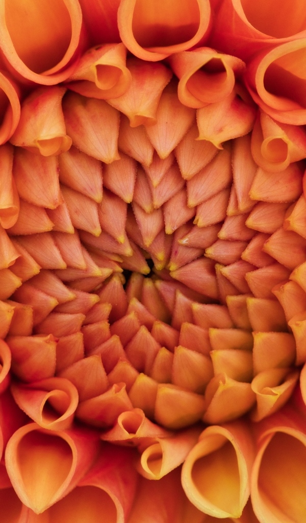 Серединка оранжевого цветка георгина