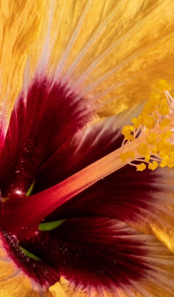 Серединка оранжевого цветка гибискуса