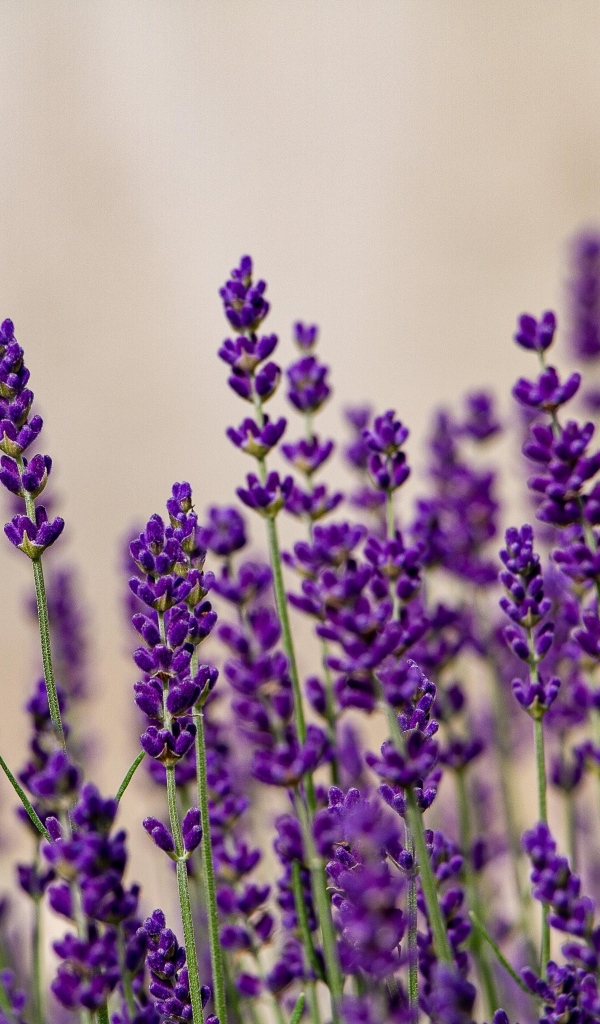 Тонкие стебли с цветами лаванды на поле