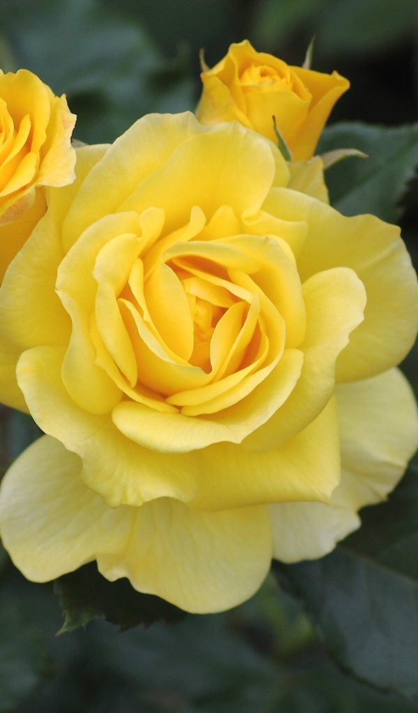 Три распускающихся розы на клумбе