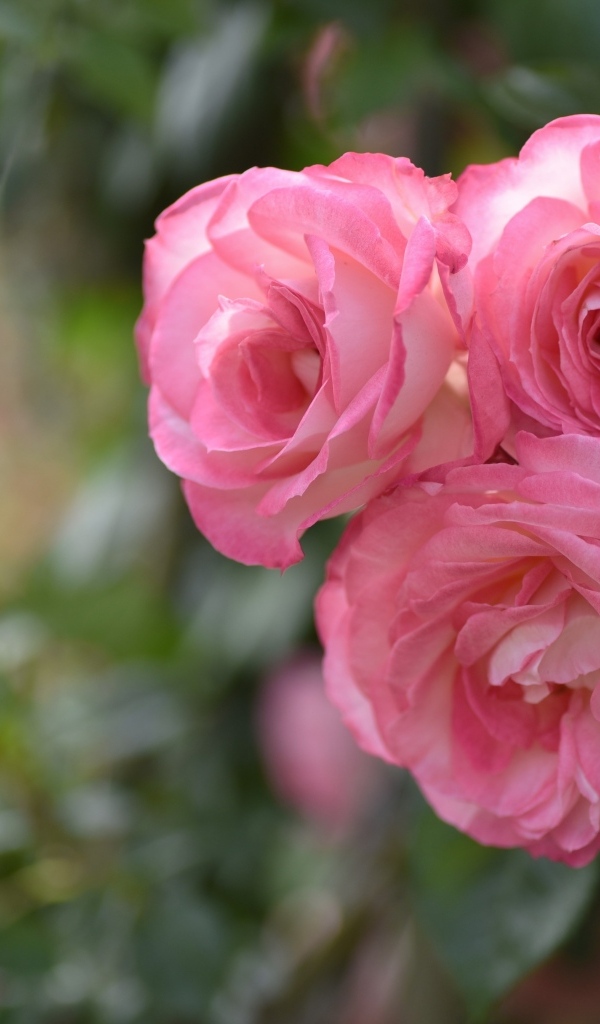 Три розовых парковых розы крупным планом