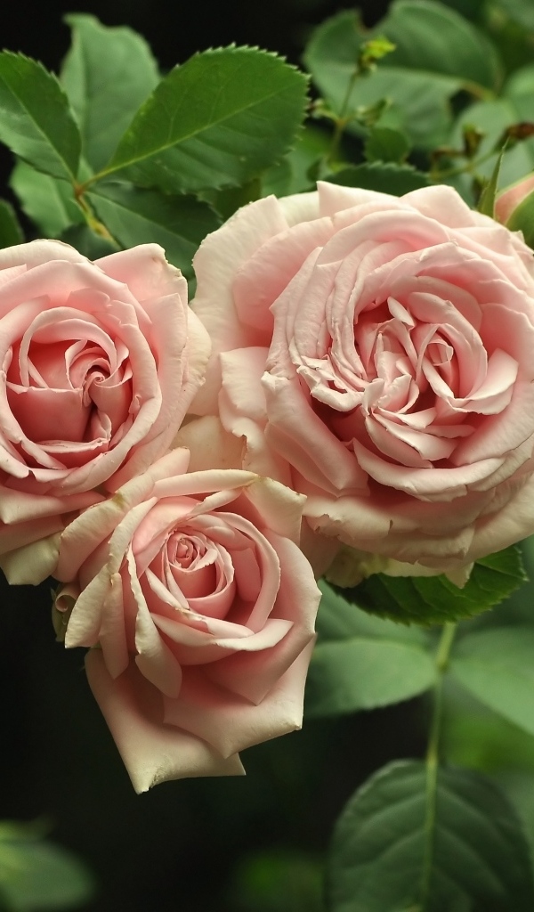 Три розовых розы с зелеными лепестками крупным планом