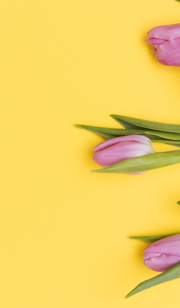 Три розовых тюльпана на желтом фоне