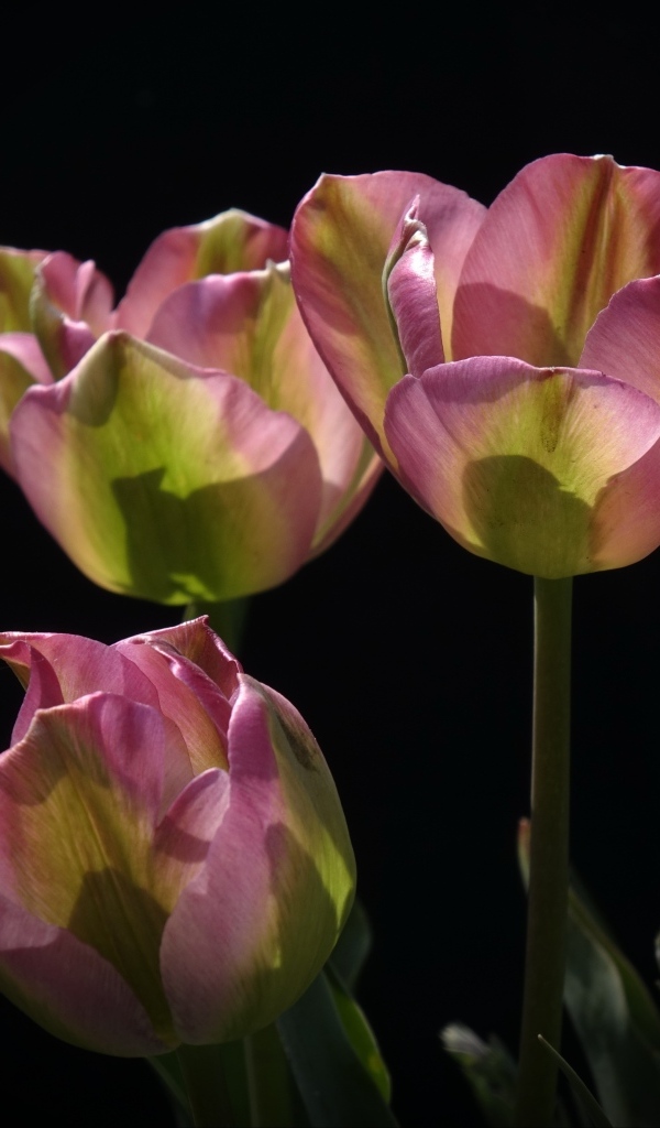 Три настоящих розовых тюльпана на черном фоне