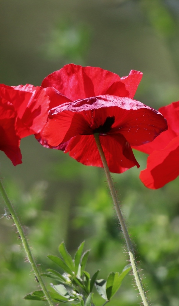 Три красных мака в лучах солнца