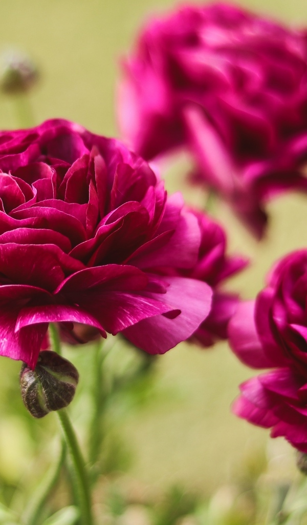 Три красных цветка лютика с бутонами