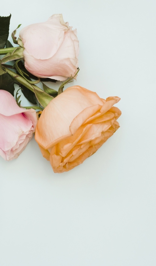 Три розы и подарок на сером фоне