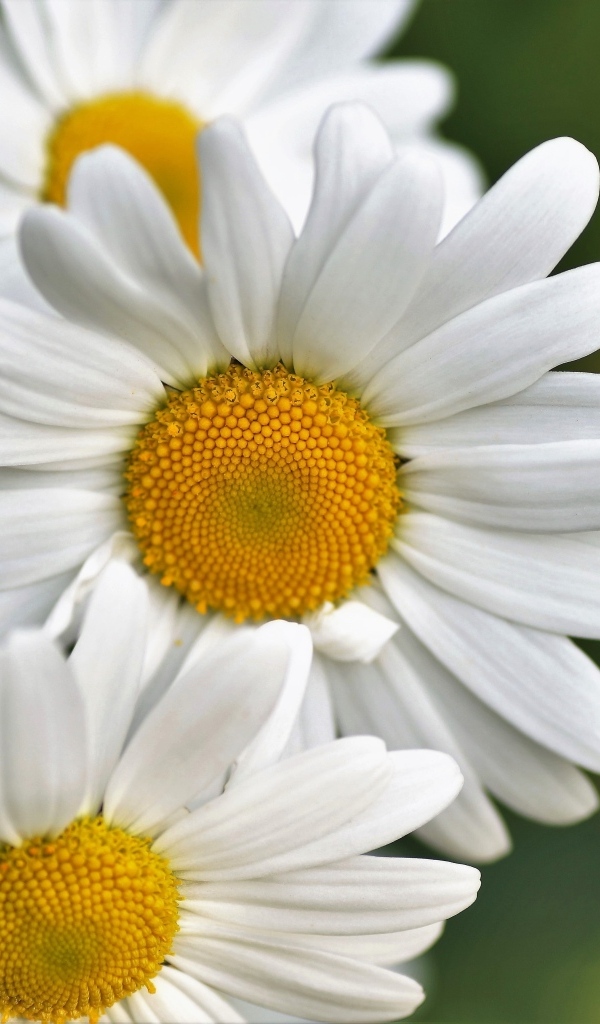 Три белых ромашки крупным планом