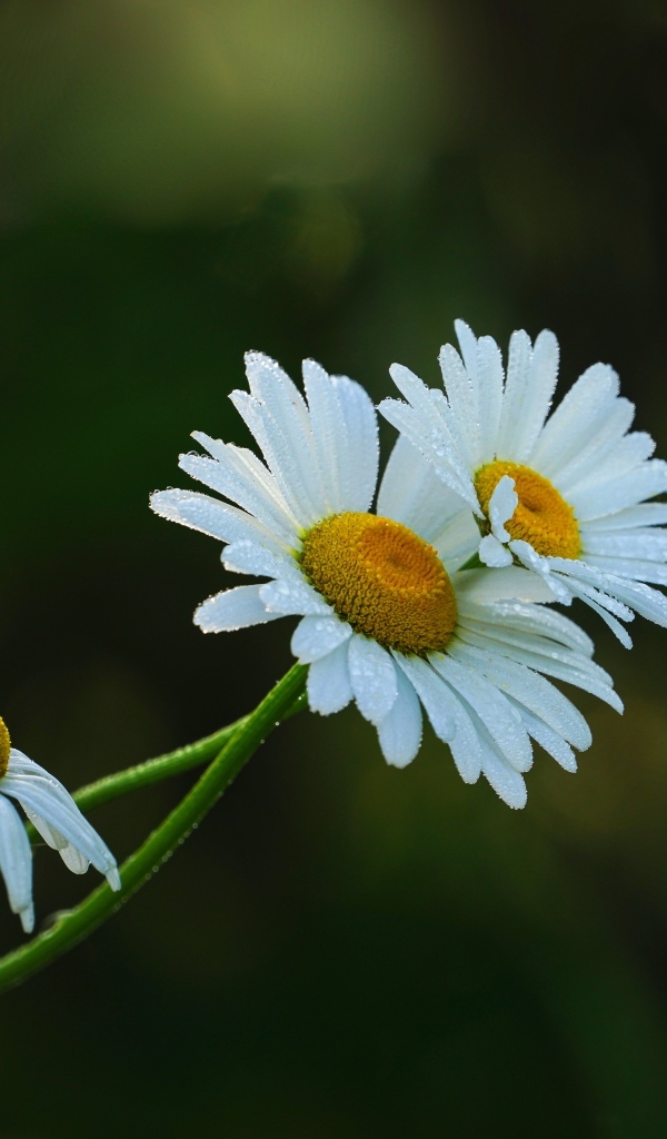Три белые ромашки в капельках росы