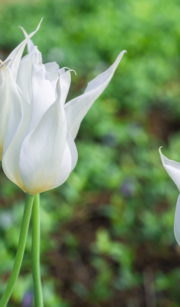 Три белых тюльпана на клумбе
