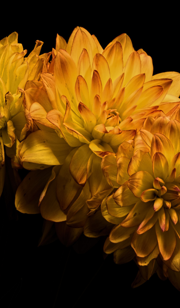 Три желтых цветка хризантемы на черном фоне