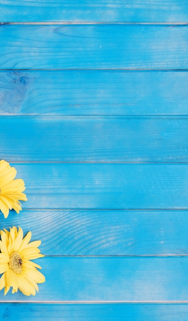 Три желтые герберы на голубом фоне