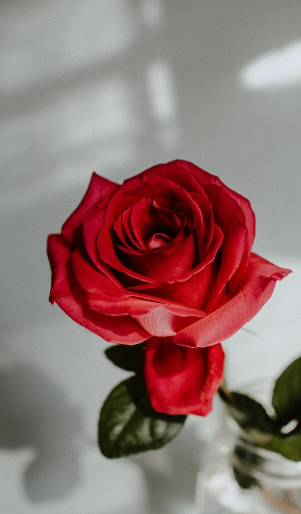 Вид сверху на красную розу в вазе