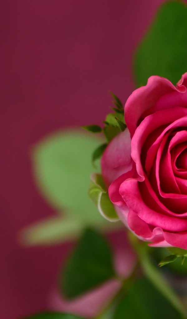 Вид сверху на розу на розовом фоне