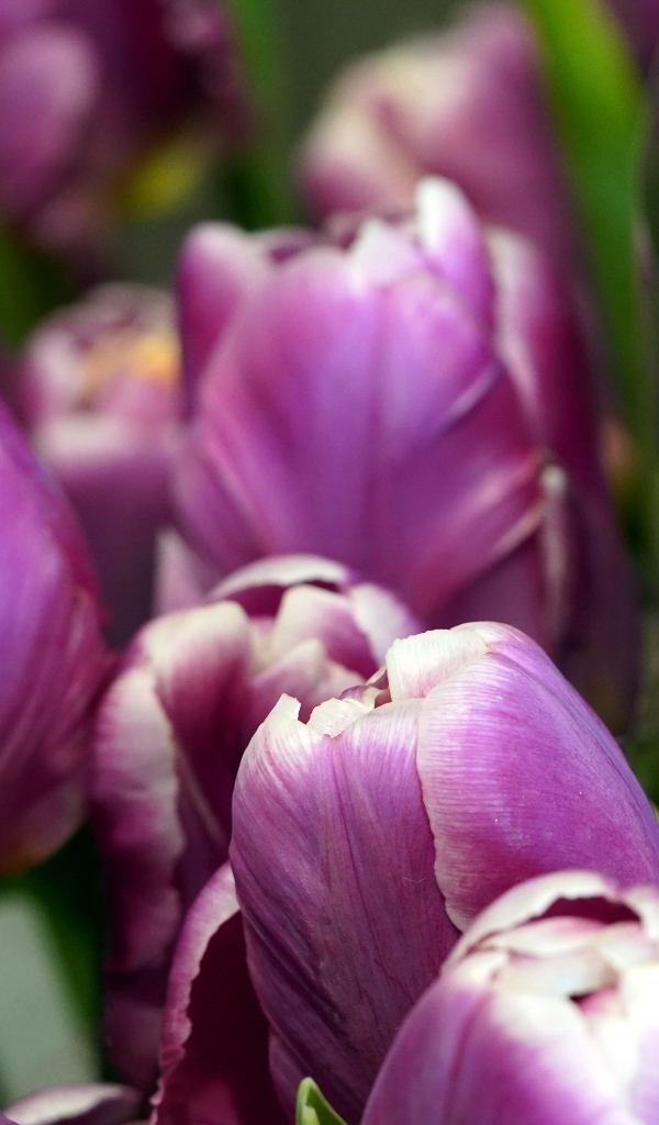 Верхушки фиолетовых тюльпанов на клумбе