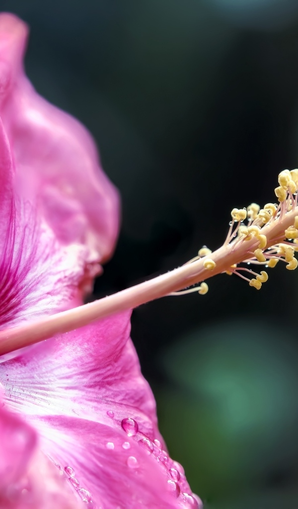 Тропический розовый цветок гибискуса крупным планом