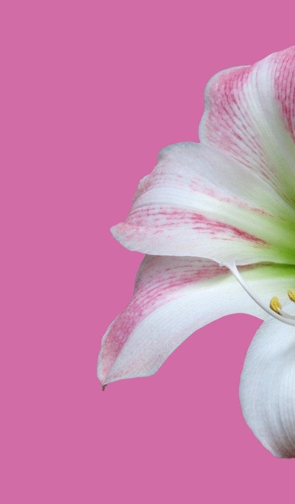 Два цветка амариллиса на розовом фоне