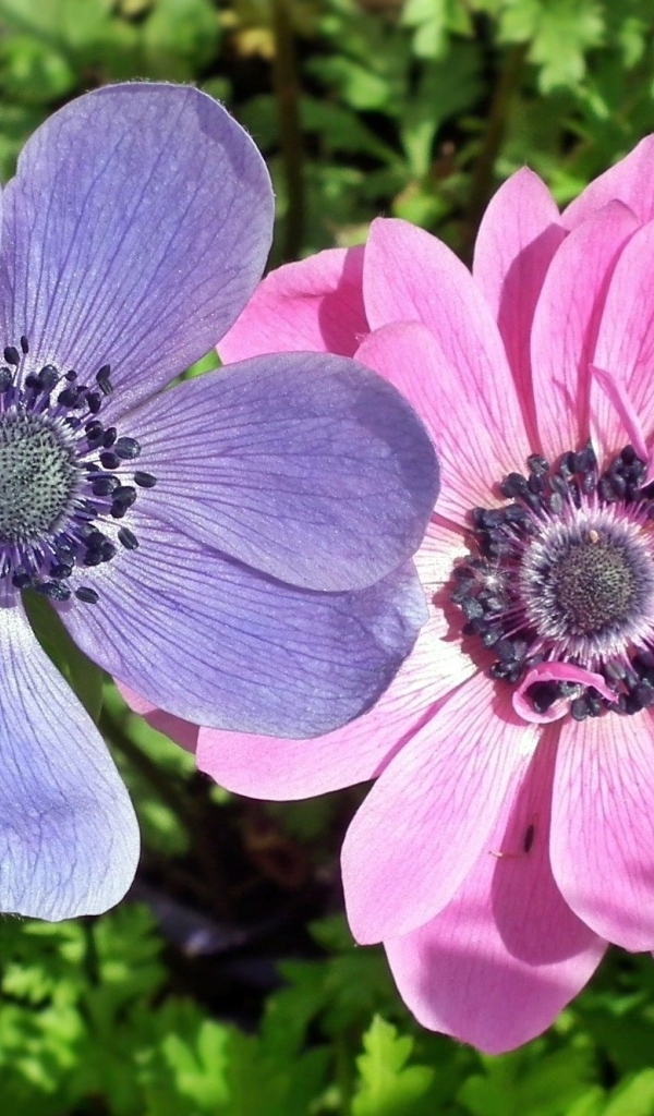 Два цветка анемона в зеленых листьях