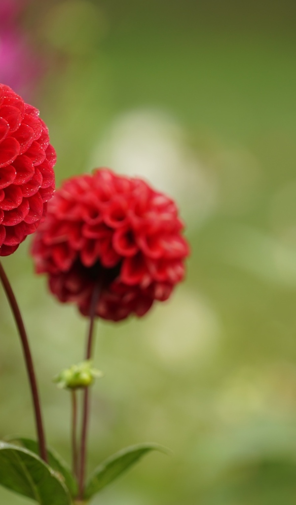 Два красивых пышных цветка садовой георгины