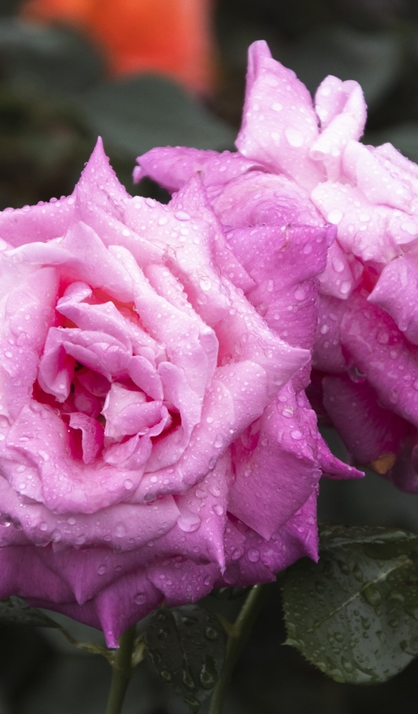 Две красивые розовые розы с бутоном в каплях дождя