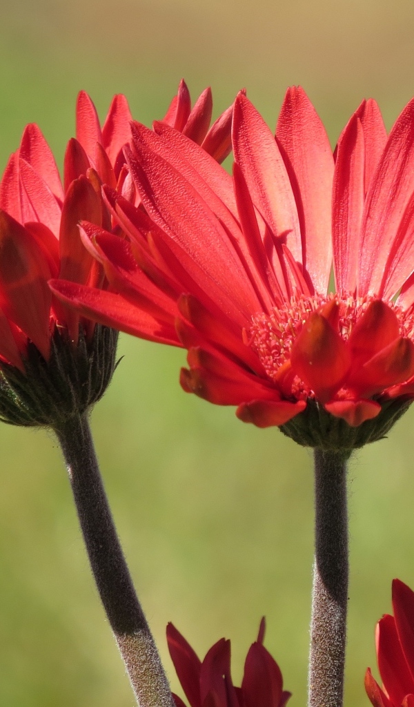 Два красивых красных цветка крупным планом