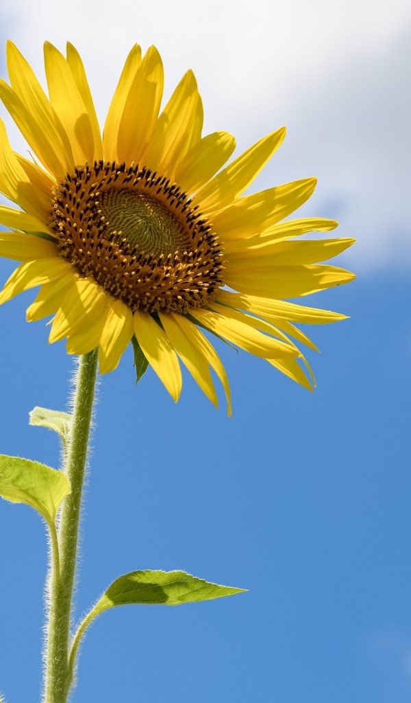 Два красивых желтых подсолнуха на фоне голубого неба 