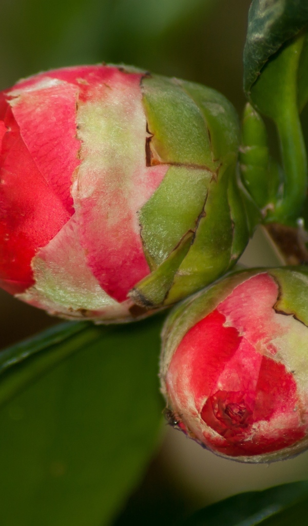 Два бутона красных цветов камелии