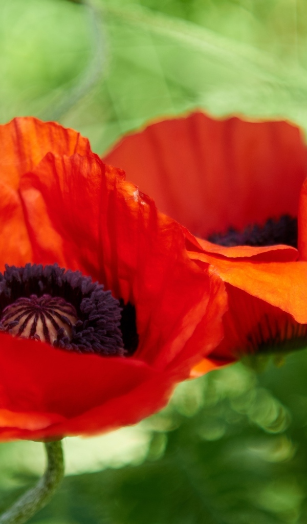 Два цветка декоративного садового мака