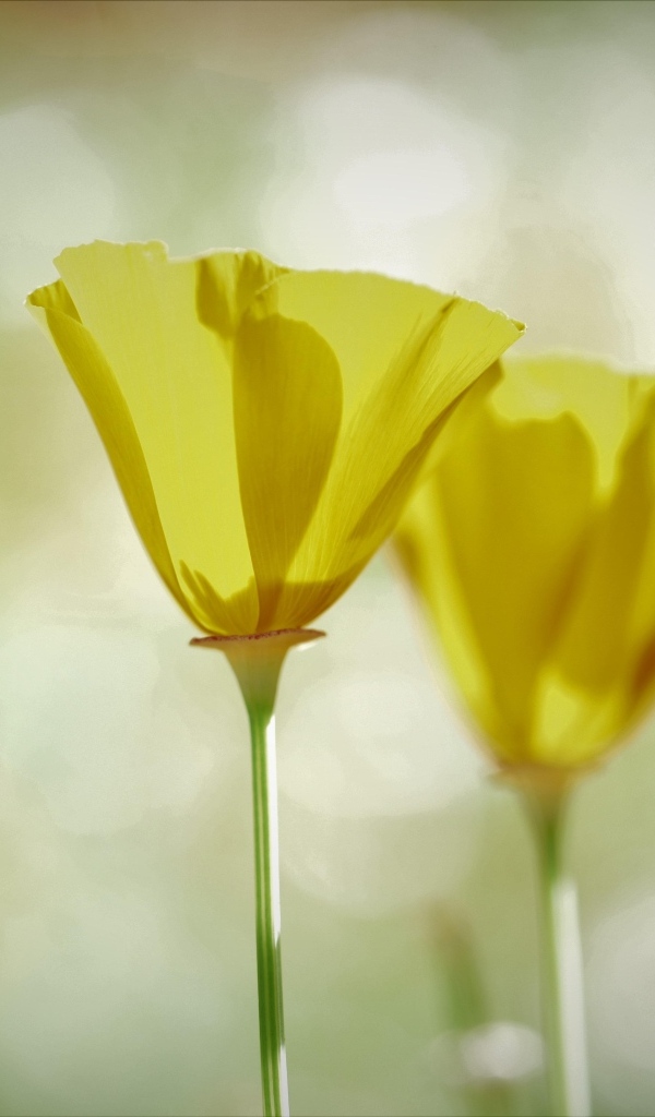 Два нежных желтых цветка эшшольции 