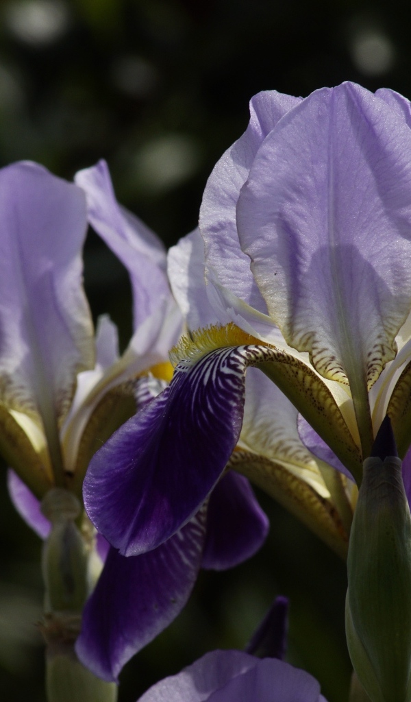 Два цветка ириса на клумбе