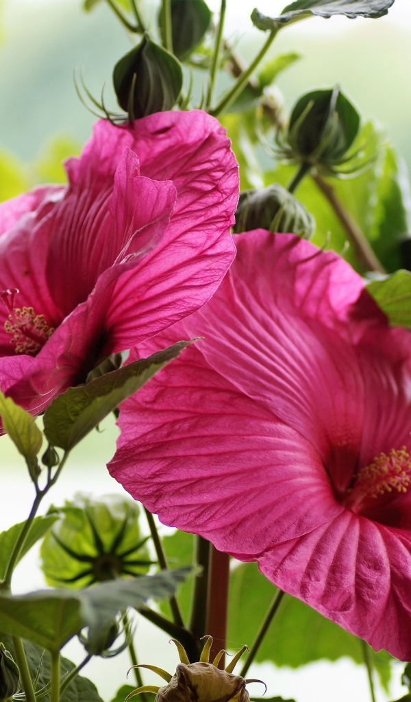 Два больших цветка гибискуса с бутонами