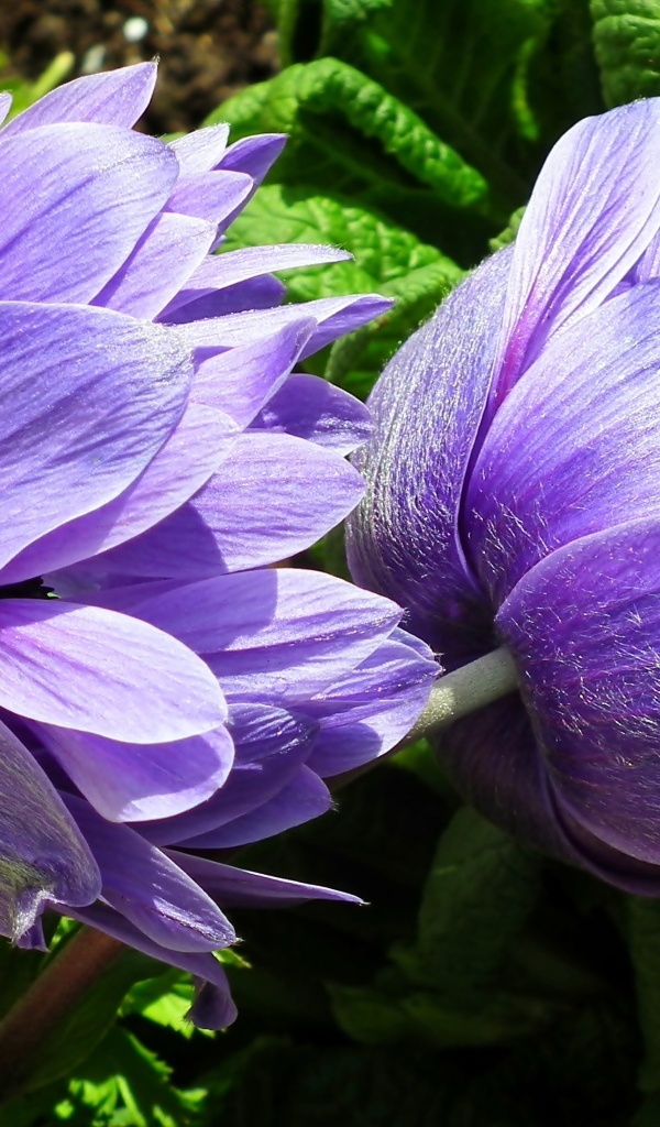 Два сиреневых цветка анемоны крупным планом