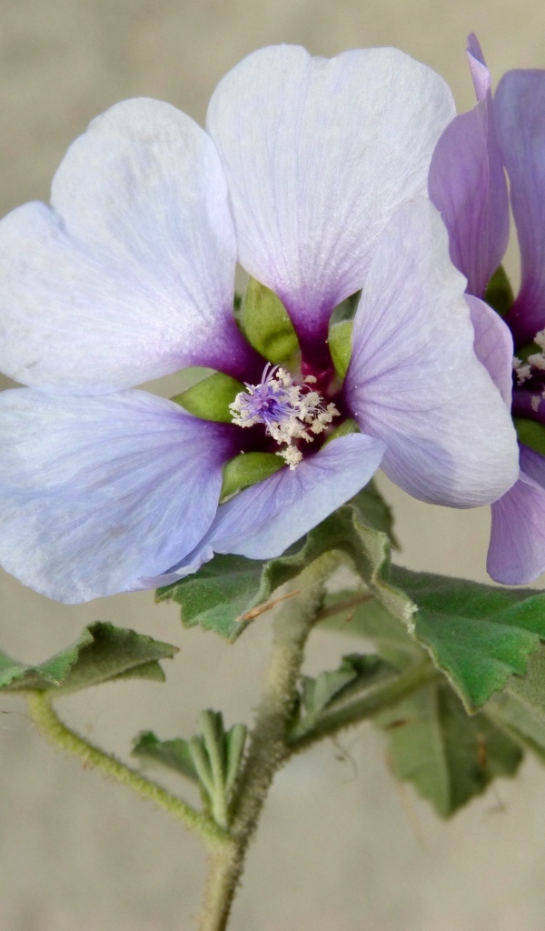 Два сиреневых цветка гибискуса крупным планом