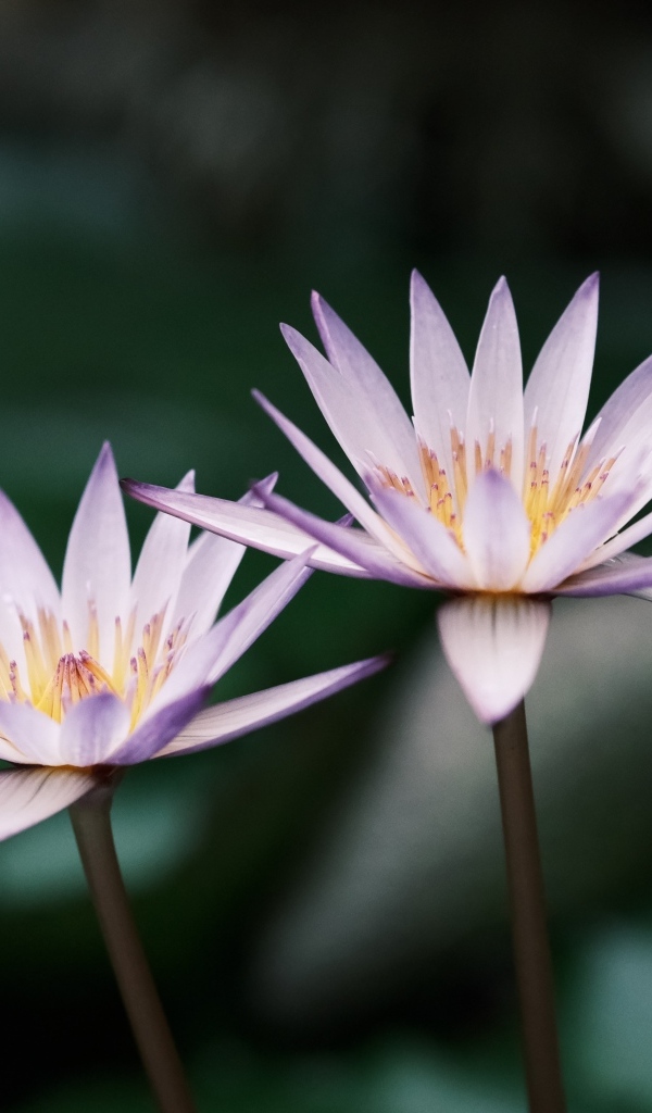 Два сиреневых цветка лотоса в пруду