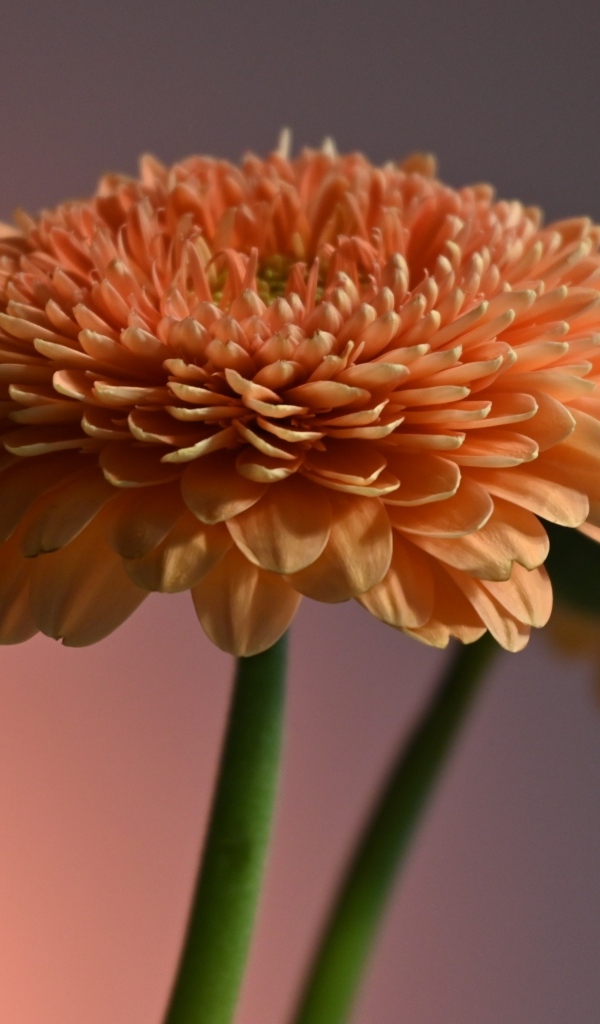 Два пышных цветка герберы крупным планом