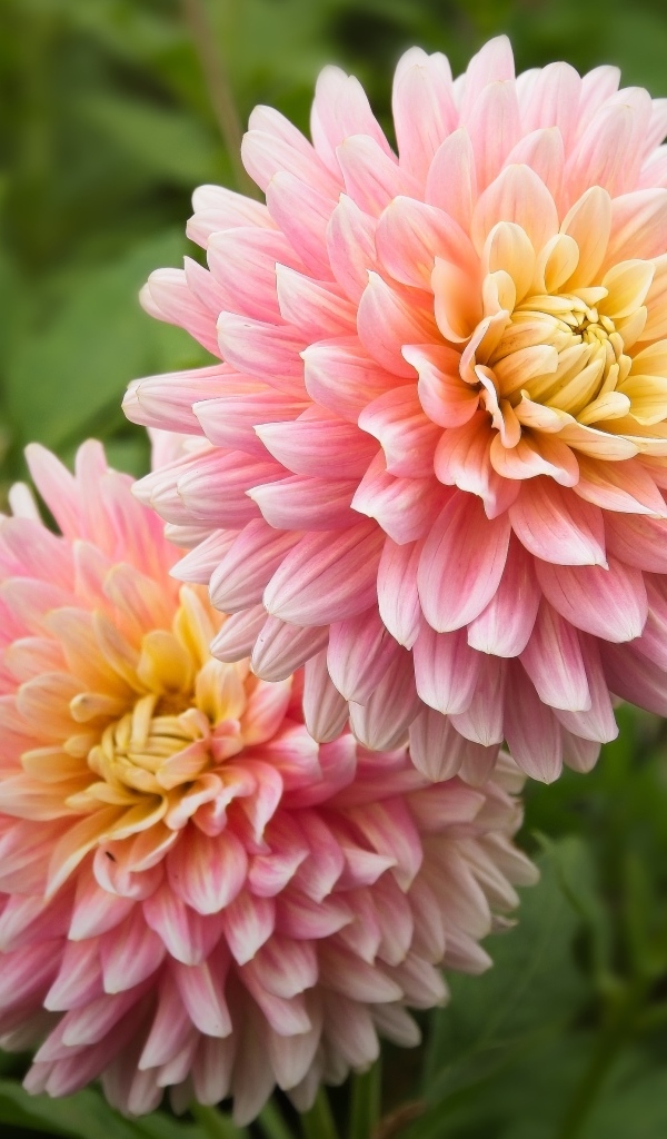 Два пышных розовых цветка георгина