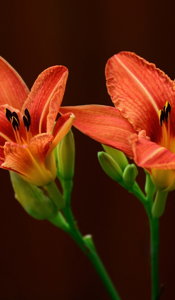 Два оранжевых цветка лилии на коричневом фоне