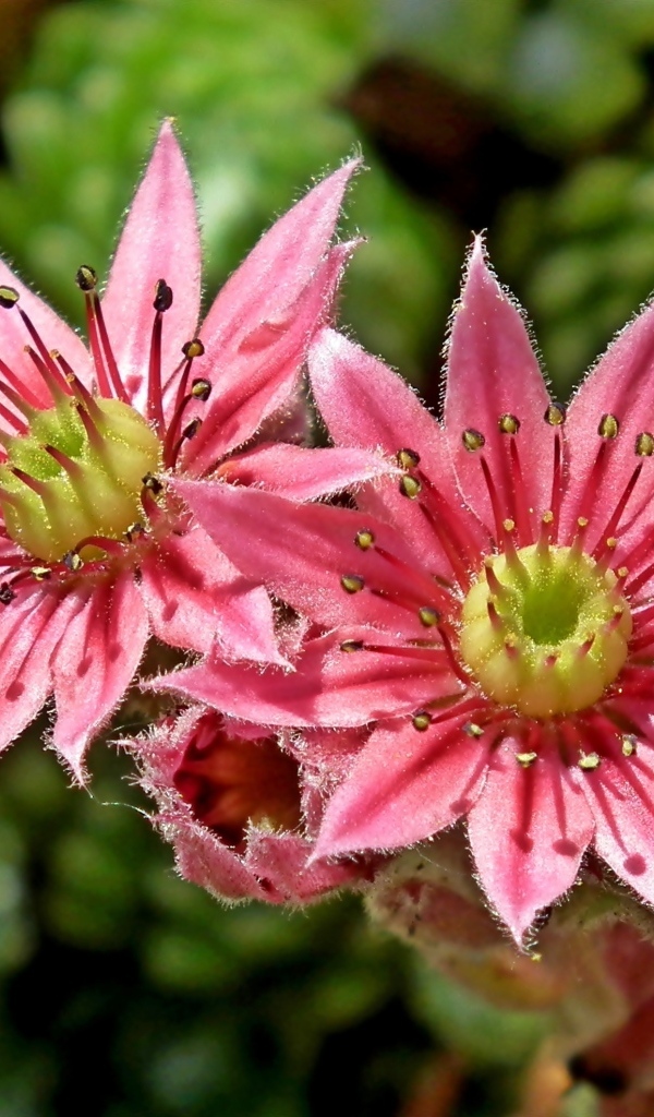 Два розовых цветка крупным планом