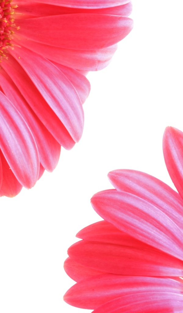 Два цветка розовой герберы на белом фоне