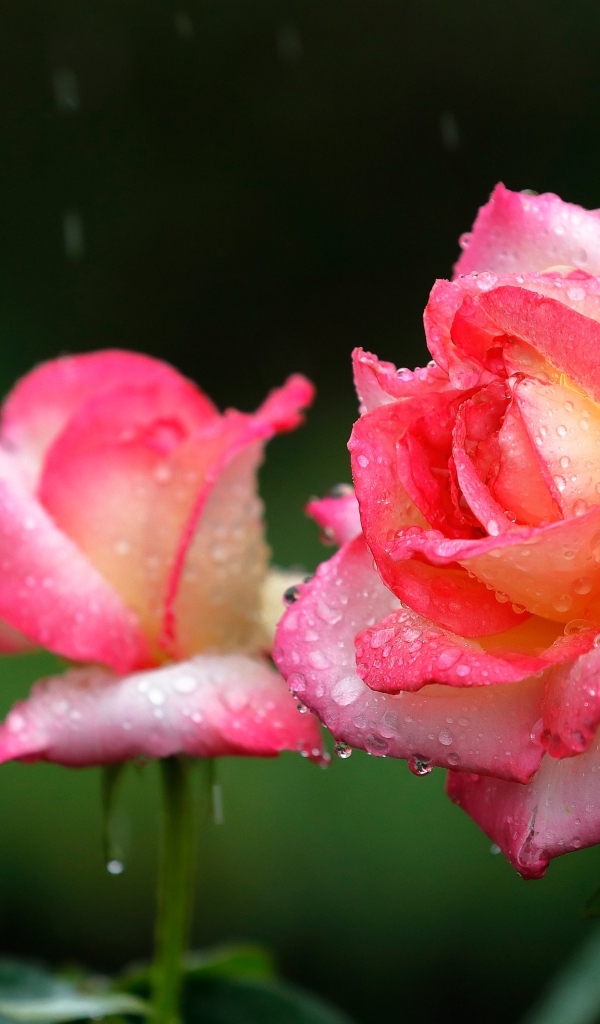 Две розовые розы под дождем