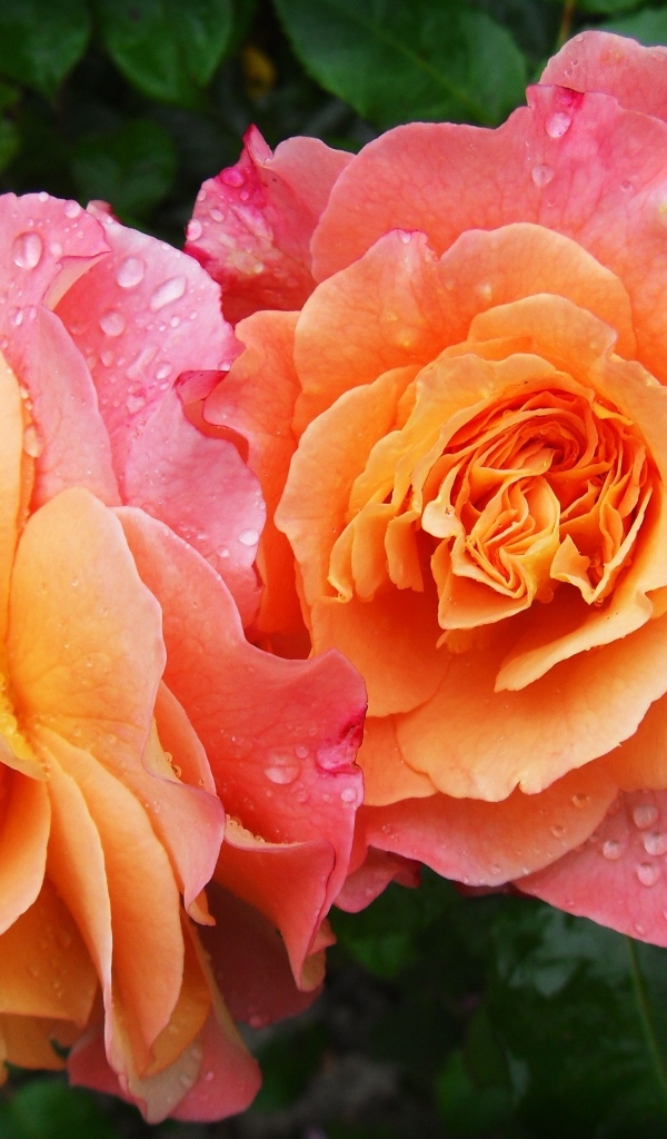 Две розовых розы в каплях воды вблизи