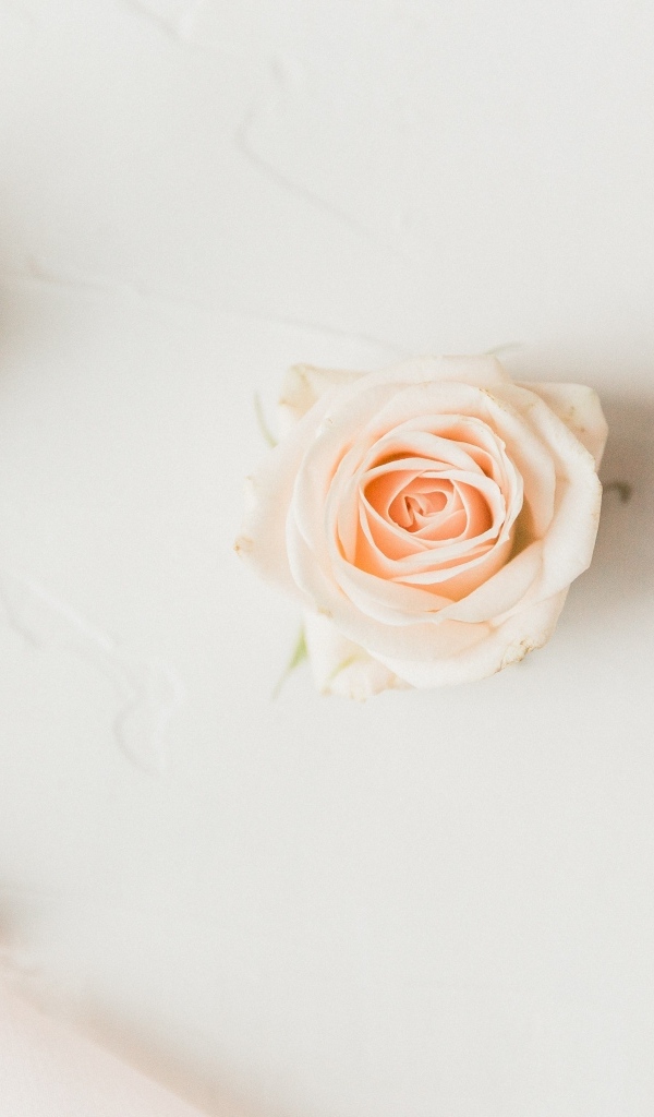 Две розовые розы на белом фоне