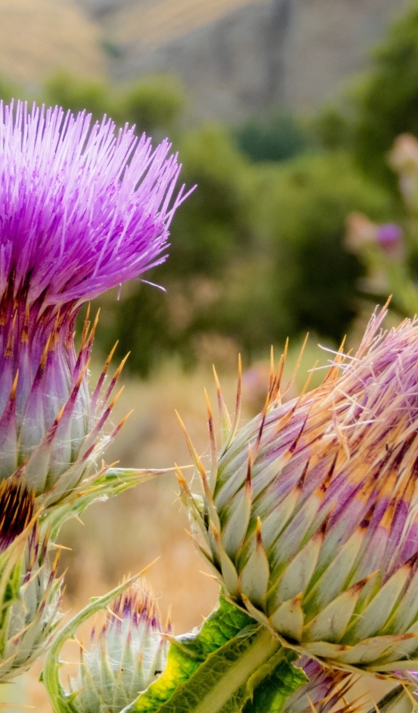 Два розовых колючих цветка чертополоха