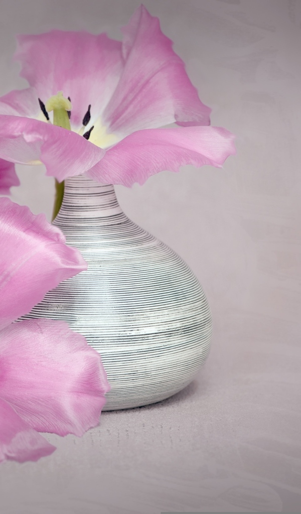 Два розовых тюльпана с вазой на сером фоне