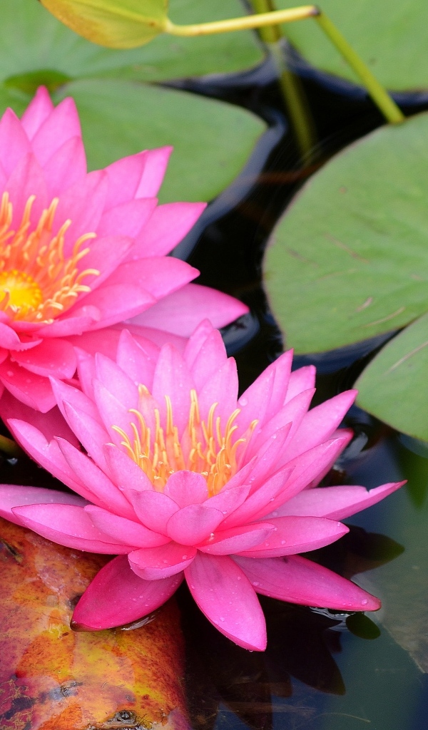 Два розовых цветка водяной лилии с зелеными листьями